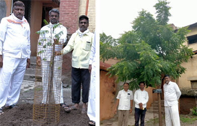 Tree Plantation Process