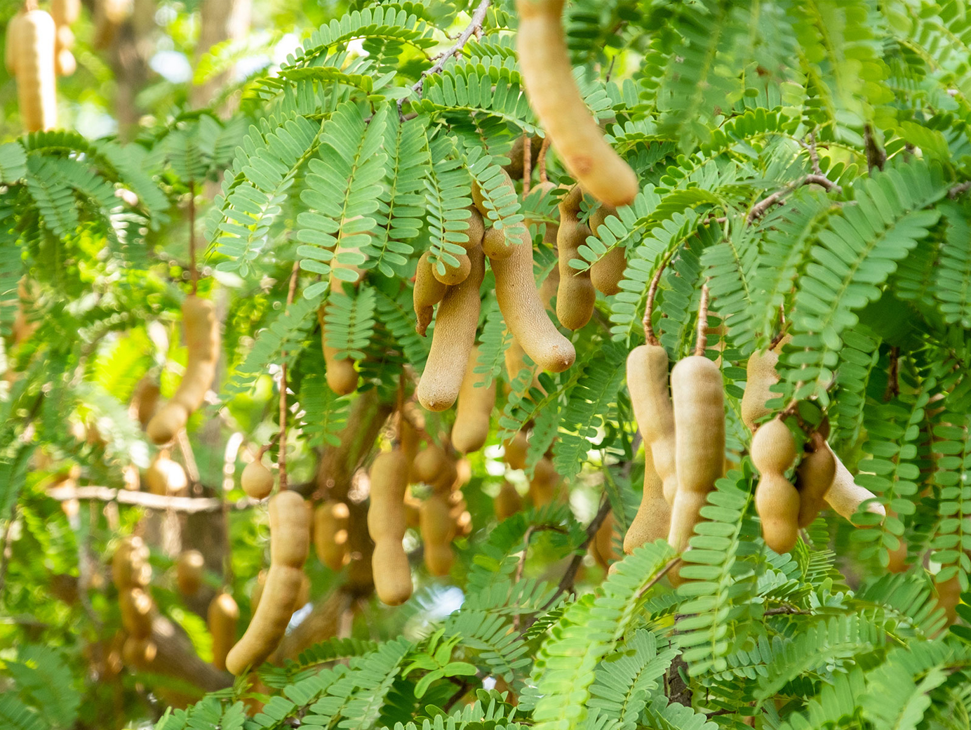 Tamarind Tree